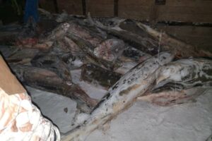 Осетровые на дорогах