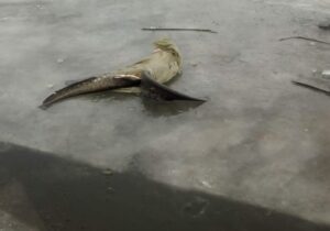 Нарушителем нанесен ущерб водным биоресурсам на сумму 164 275 рублей