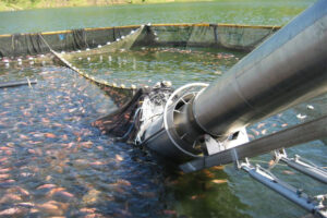 В 2018 году производство продукции аквакультуры, по предварительным данным, выросло почти на 6%