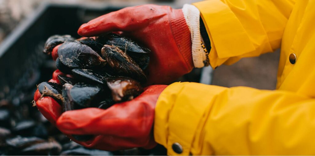 В 2018 году у берегов Крыма добыт рекордный улов диких мидий