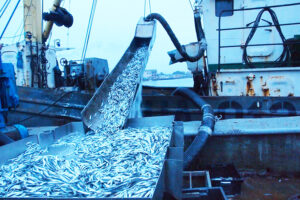 Промысел на Черном море идет штатно