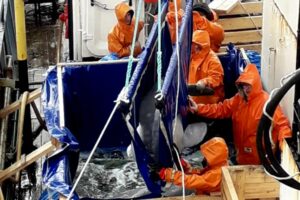 ВНИРО: из бухты Средняя выпустят всех оставшихся белух