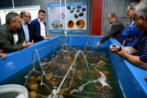 Новые технологии выращивания и акватории поддержат динамику развития марикультуры в Приморье