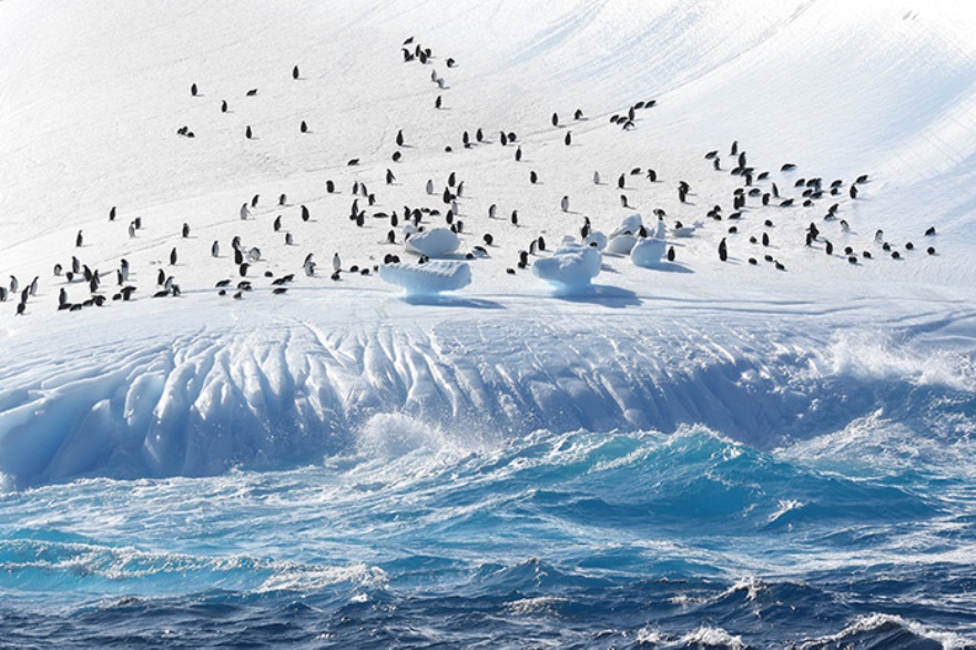 Экспедиция «Атлантиды» позволит разработать научный прогноз для возобновления промысла криля в Антарктике