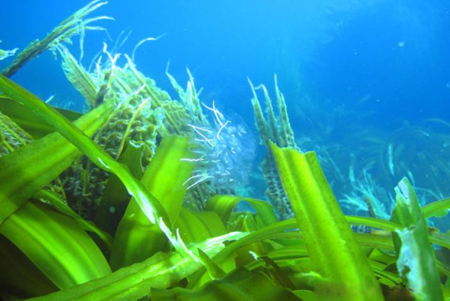 ВНИРО: водоросли помогут увеличить производство сельхозпродукции