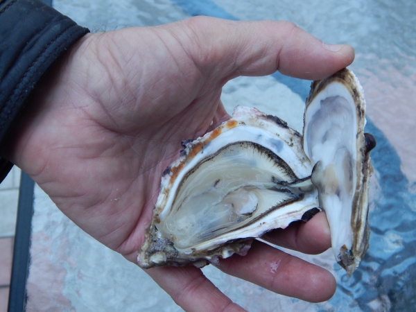 В приоритете крымских аквафермеров – моллюски и осетровые: подведены итоги первого полугодия