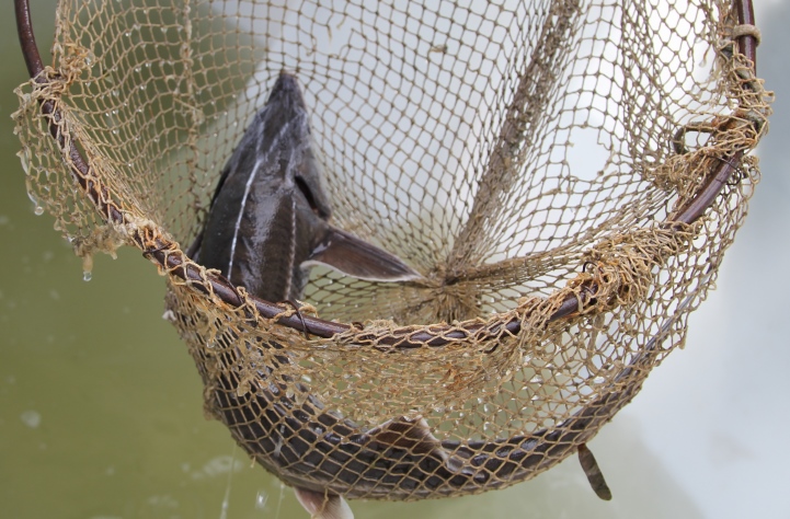 Стартовала программа генетического мониторинга осетровых рыб Дальнего Востока