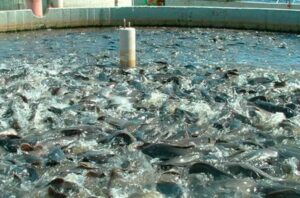 Росрыболовство 4 апреля проведет торги по распределению рыбоводных участков на Юге России