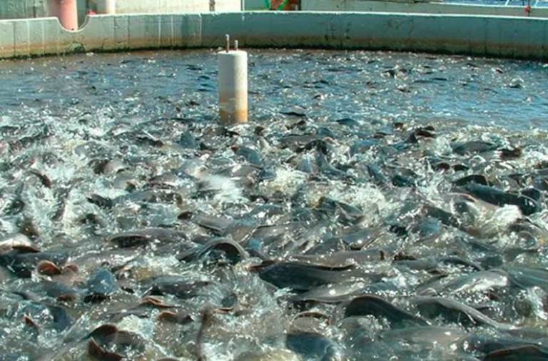 По итогам 9 месяцев объем производства аквакультуры вырос почти 40% – до 96 тыс. тонн