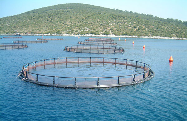 Для развития аквакультуры распределено 330 новых участков площадью 19 тыс. га