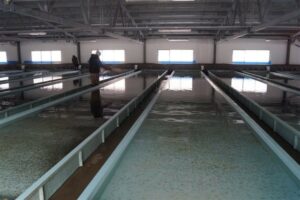 Росрыболовство объединит государственные рыбоводные заводы под управлением «Главрыбвода»