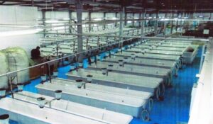 Росрыболовство в 2015 году направило 500 млн рублей на строительство и реконструкцию рыбоводных заводов