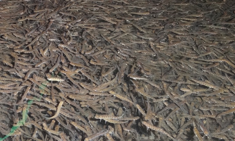 Рыбоводные заводы Севвострыбвода выпустят в водоемы Камчатки более 39 млн молоди тихоокеанских лососей