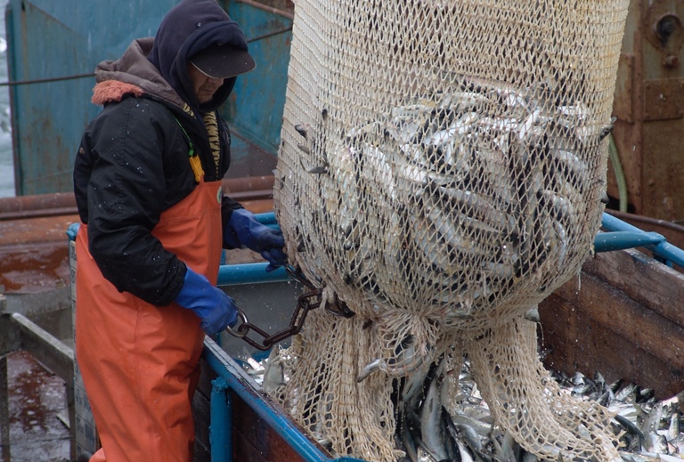 Вылов российских рыбаков составил более 3,88 млн тонн