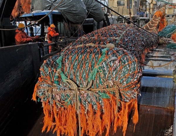 Российскими рыбаками с начала года добыто более 3,5 млн тонн