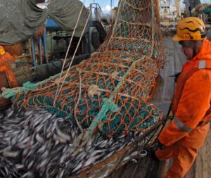 На начало мая российскими рыбаками добыто 1,77 млн тонн
