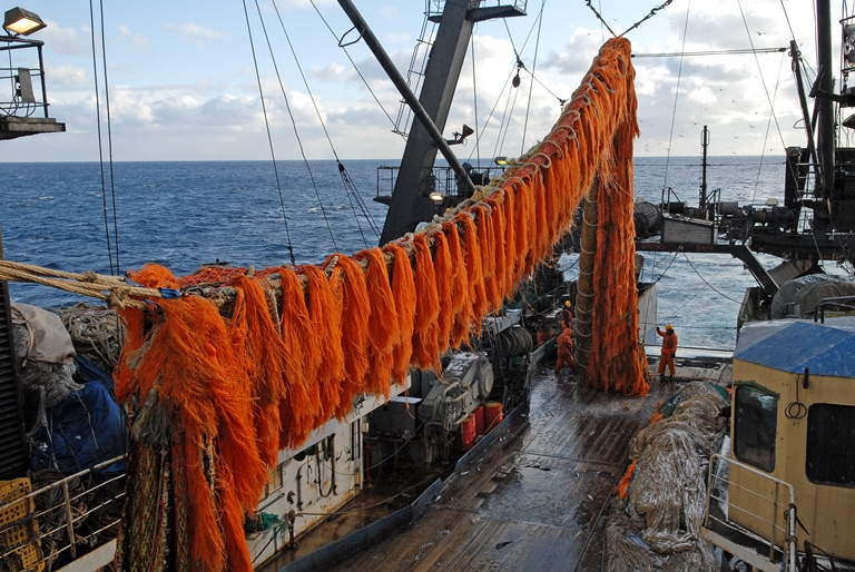 Вылов минтая в Охотском море превысил 577 тыс. тонн
