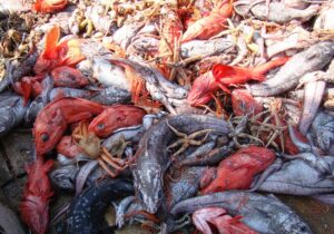 Комиссия по рыболовству в СТО рассмотрела вопросы регулирования промысла пелагических и донных объектов