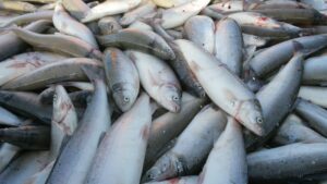 Вылов тихоокеанских лососей вырос на 40%