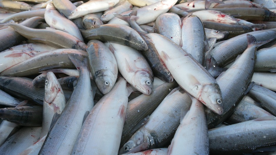 На Дальнем Востоке продолжается лососевая путина: добыто уже 52,3 тыс. тонн