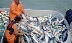 На Дальнем Востоке добыто уже 15,6 тыс. тонн лососей – на 32% выше уровня аналогичного периода 2015 года
