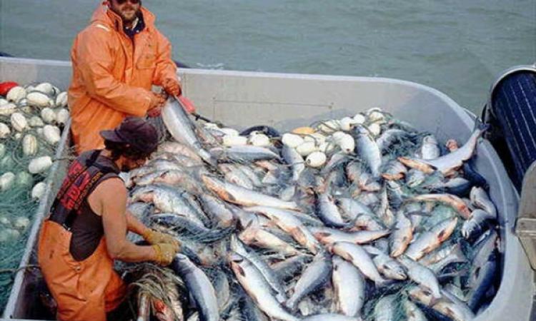 Российскими рыбаками добыто 321 тыс. тонн тихоокеанских лососей