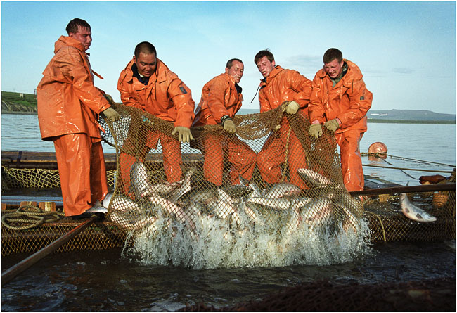 В ходе лососевой путины на Дальнем Востоке добыто 425,5 тыс. тонн рыбы
