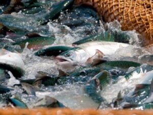 В ходе лососевой путины добыто почти 290 тыс. тонн – на 6% больше аналогичного нечетного 2015 года