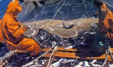 Красная путина на Дальнем Востоке подходит к завершению – добыто более 405 тыс. тонн лососей