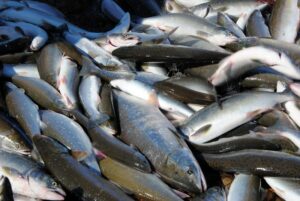 В Охотском теруправлении идет прием заявок на рыбалку будущего года