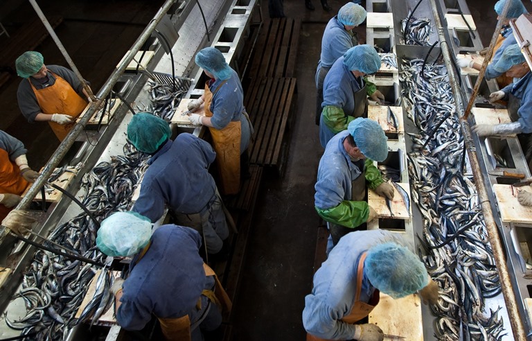Производство рыбной продукции в России за 8 месяцев выросло на 4% – до 2,75 млн тонн