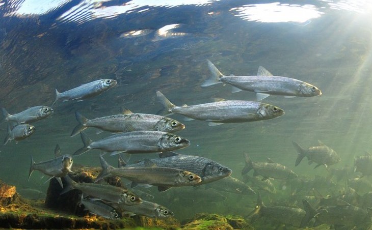 На Байкале усилена рыбоохрана нерестящегося омуля