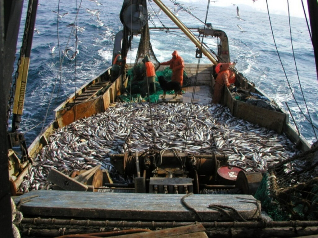 К середине августа российские рыбаки освоили почти 3,2 млн тонн