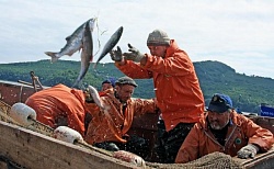 Вылов тихоокеанских лососей достиг 341 тыс. тонн – на 7% больше уровня аналогичного «нечетного» года