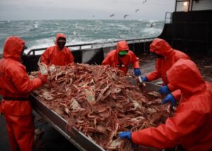 Вылов камчатского краба дальневосточными рыбаками превысил 3,7 тыс. тонн