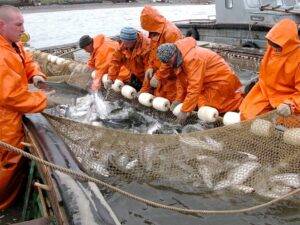 Лососевая путина набирает обороты: к 24 июля добыто более 100 тыс. тонн тихоокеанских лососей