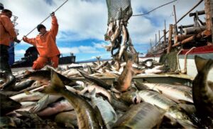 Петр Савчук: вылов лососей по итогам путины-2019 превысит 480 тыс. тонн