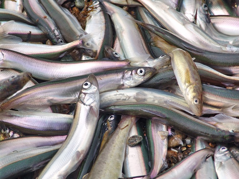 Российские рыбаки после двухлетнего перерыва нарастили вылов мойвы в Баренцевом море на 23% – до 53 тыс. тонн