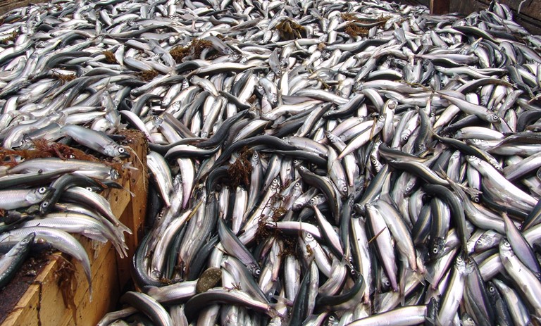 В Баренцевом море добыты первые уловы мойвы