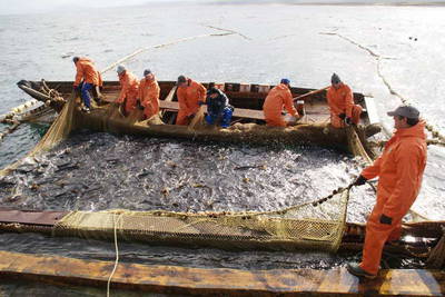 Утверждены изменения в некоторые акты Правительства России, касающиеся прибрежного рыболовства