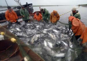 Лососевая путина: вылов тихоокеанских лососей достиг 300 тыс. тонн