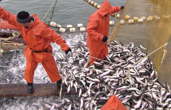 Российскими рыбаками с начала года добыто почти 290 тыс. тонн