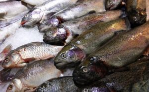 Производство рыбной продукции в России за 11 месяцев выросло на 1,1% — до 3,89 млн тонн