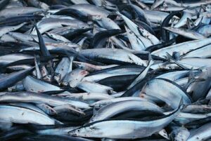 Пелагическая путина: к 31 июля рыбаки освоили 13 тыс. тонн сардины, скумбрии и сайры