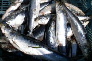 Российские рыбаки добыли более 27,5 тыс. тонн скумбрии и около 15 тыс. тонн иваси
