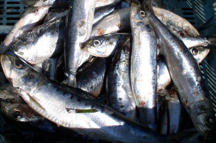 Российскими рыбаками на Дальнем Востоке добыто 6,7 тыс. тонн сардины-иваси и 4,6 тыс. тонн скумбрии