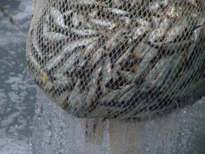 На магаданский берег доставлено более 200 тонн свежего улова