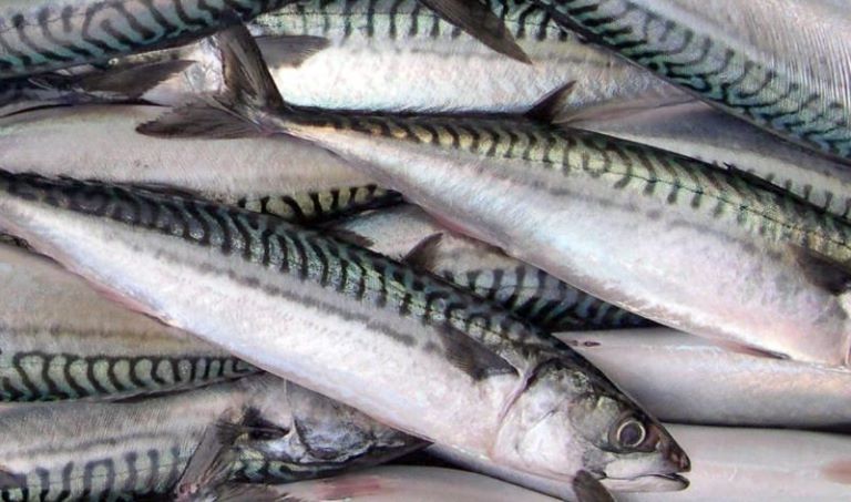 Вылов пелагических видов рыб превысил показатели прошлого года на 96%