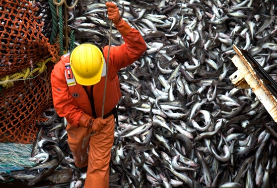 К 6 ноября российские рыбаки добыли более 4,3 млн тонн
