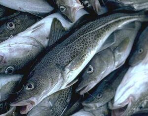 Рыбные ряды: обзор оптовых цен на основные виды продукции по состоянию на 6 августа